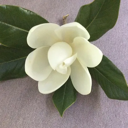 Muses アパート *