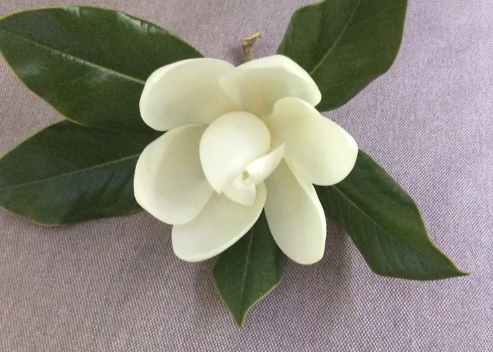 Muses Studios Lägenhet *